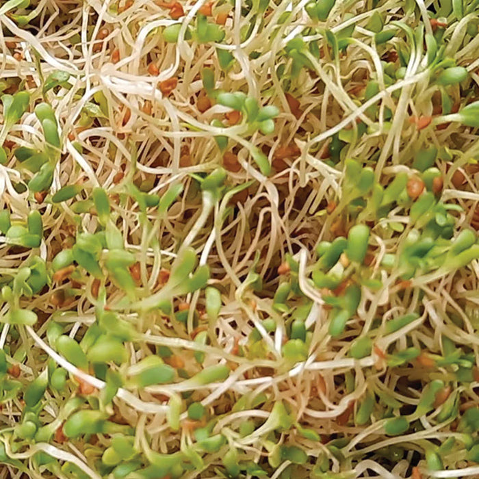 UNTAMED HEALTH Alfalfa Sprouting Seeds 100g