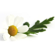 NATURE'S SUNSHINE Feverfew 100 Hard Capsules - Go Vita Burwood